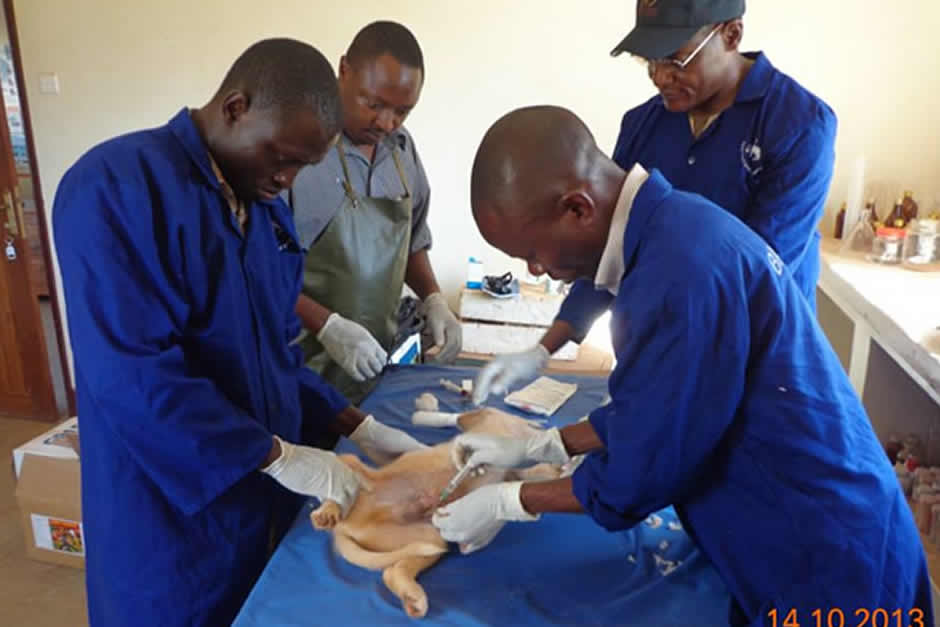 Veterinary consultation